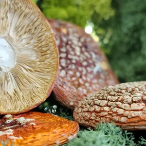 Amanita Regalis A grade Caps