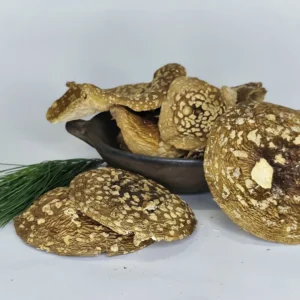 Amanita Pantherina A grade Caps