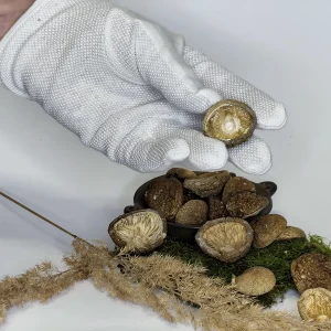 Amanita Pantherina Premium Caps ++ Unopened