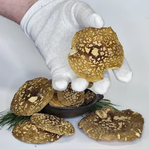 Amanita Regalis A Grade