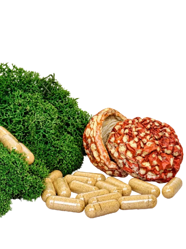 Cápsulas de Amanita muscaria – Producto botánico para incienso y colección