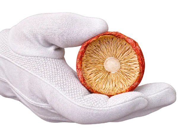 Sombreros Premium de Amanita muscaria