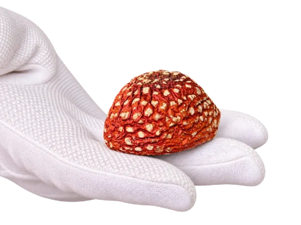 Sombreros Premium de Amanita muscaria