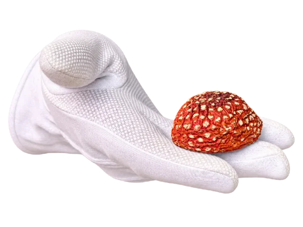 Sombreros Premium de Amanita muscaria