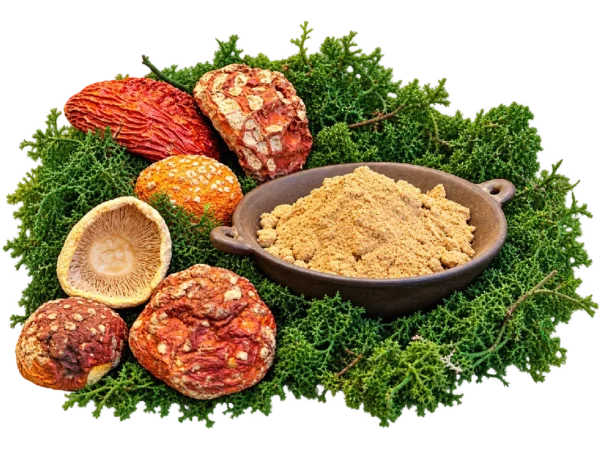 Amanita muscaria Tozu – Botanik Tütsü ve Koleksiyon Ürünü