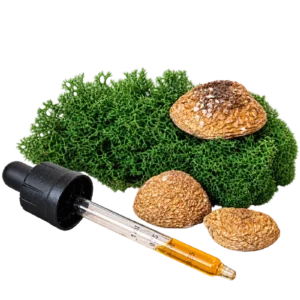 Fermentum de Amanita pantherina