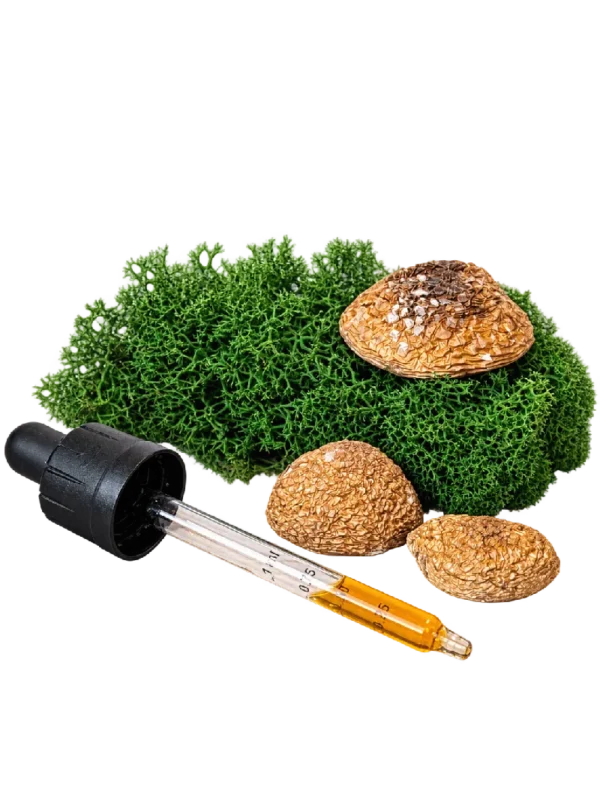 Fermentum de Amanita pantherina
