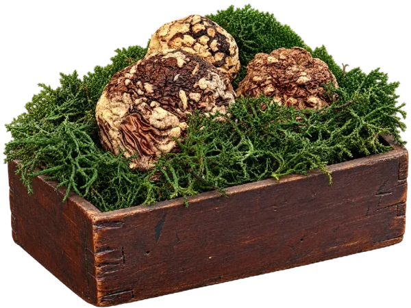 Amanita regalis Premium Kappen