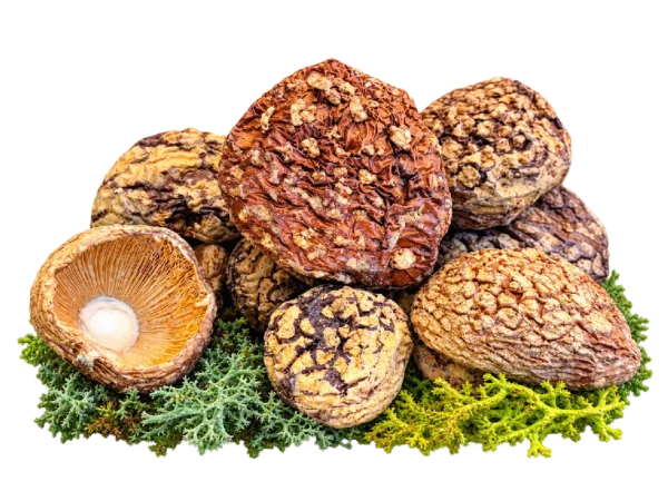 Amanita regalis Premium Kappen