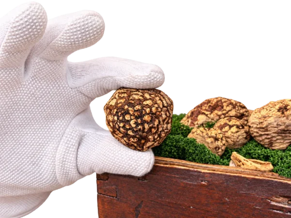 Amanita regalis Premium Kappen