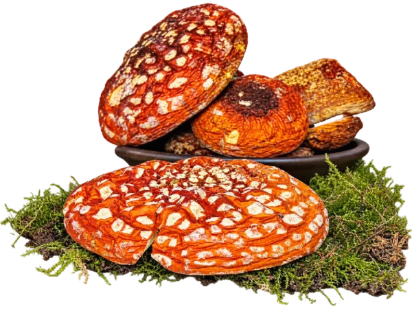 Sombreros de Amanita muscaria – Clase A
