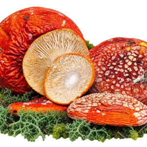 Sombreros de Amanita muscaria – Clase A