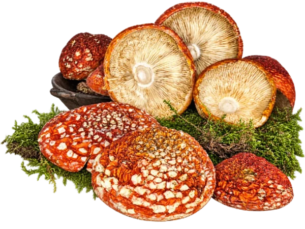 Sombreros de Amanita muscaria – Clase A