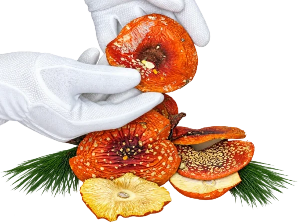 Sombreros de Amanita muscaria – Clase A