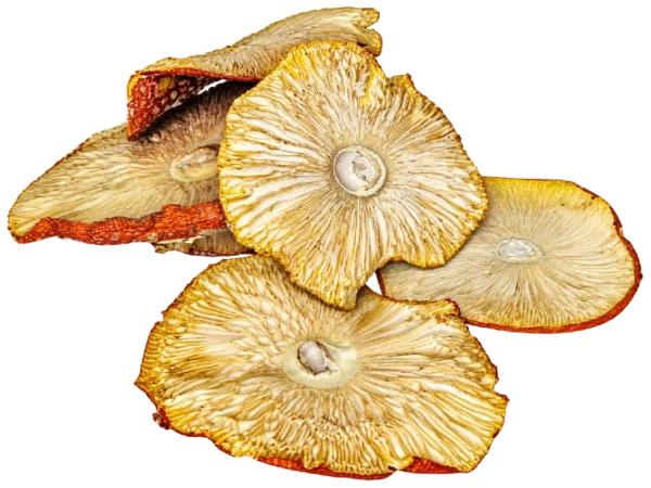 Sombreros de Amanita muscaria – Clase A