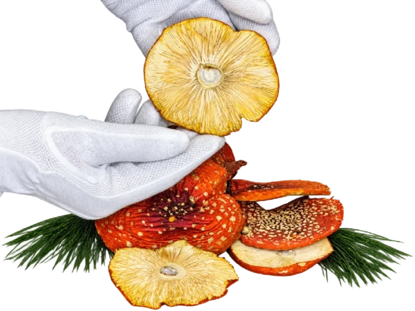 Sombreros de Amanita muscaria – Clase A