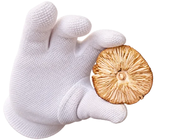 Шляпки Amanita pantherina — класс A