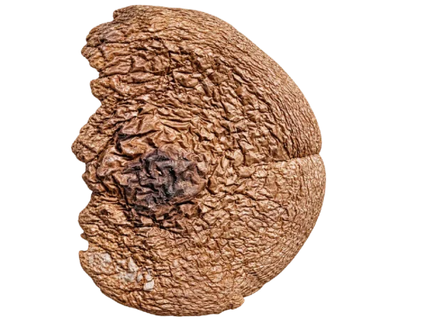 Шляпки Amanita pantherina — класс A
