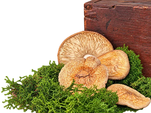 Шляпки Amanita pantherina — класс A
