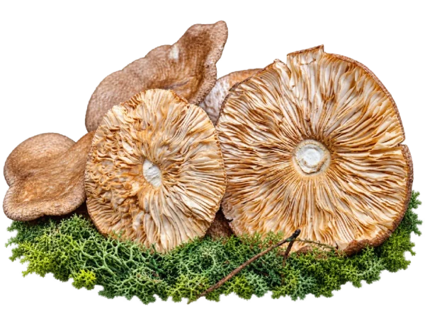 Шляпки Amanita pantherina — класс A