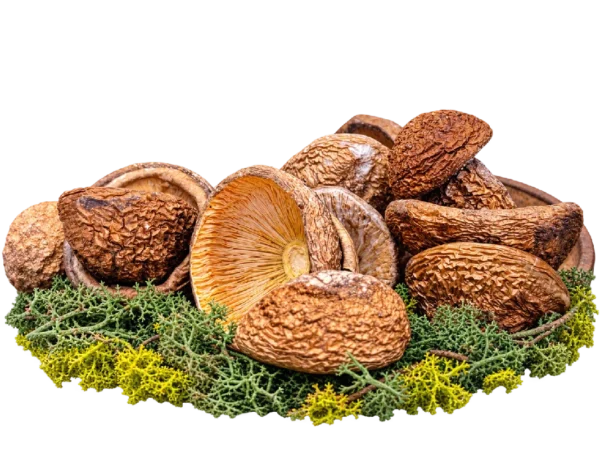 Amanita pantherina Premium Kappen