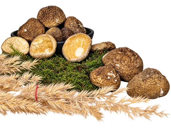 Amanita pantherina Premium Kappen