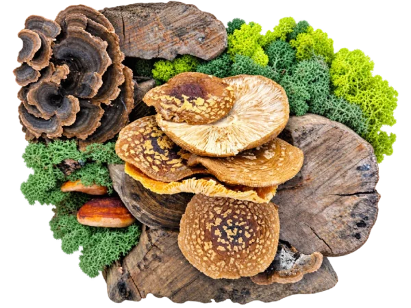 Amanita regalis Kappen – Klasse A