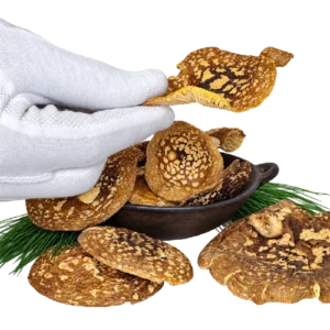 Amanita regalis Kappen – Klasse A