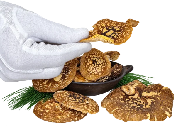 Amanita regalis Kappen – Klasse A
