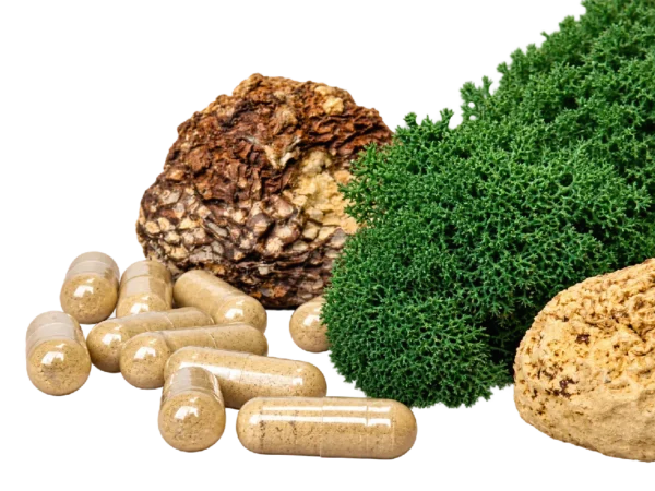 Amanita regalis Kapseln – botanisches Räucher- und Sammlerprodukt