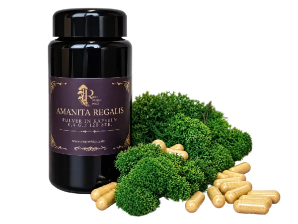 Amanita regalis Kapseln – botanisches Räucher- und Sammlerprodukt