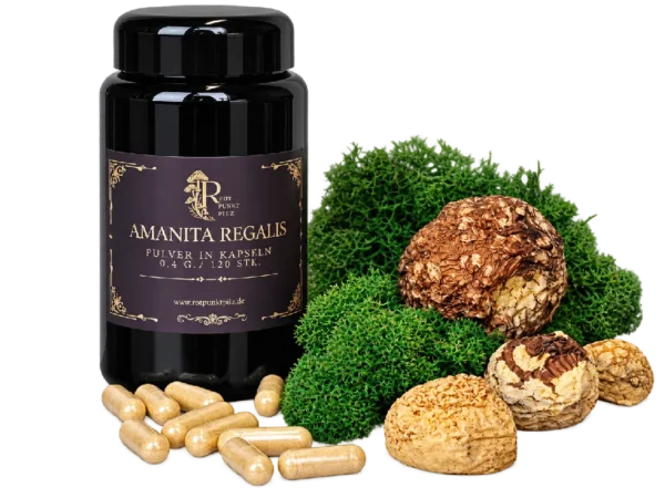Amanita regalis Kapseln – botanisches Räucher- und Sammlerprodukt