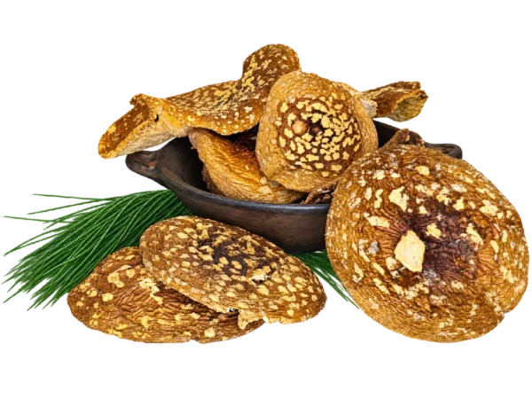 Amanita regalis Kappen – Klasse A