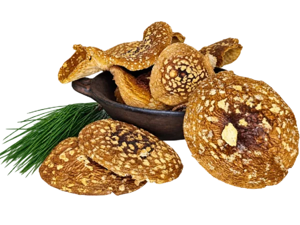 Amanita regalis Kappen – Klasse A
