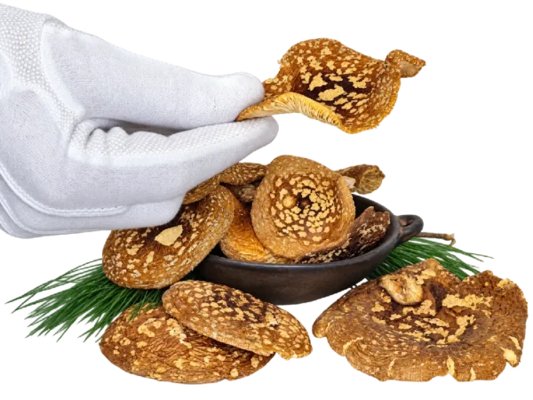 Amanita regalis Kappen – Klasse A