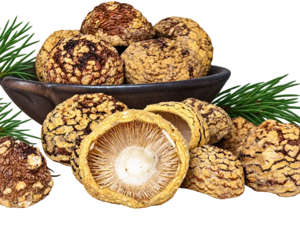 Amanita regalis Premium Kappen
