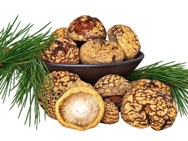 Amanita regalis Premium Kappen