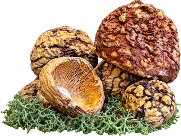 Amanita regalis Premium Kappen