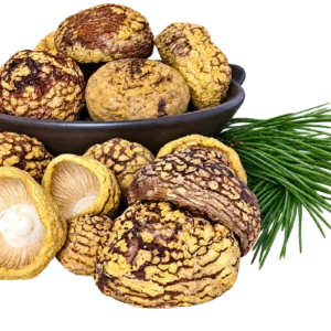 Amanita regalis Premium Kappen