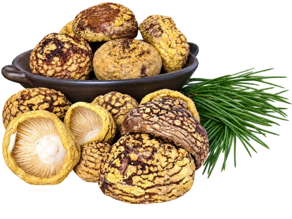 Amanita regalis Premium Kappen